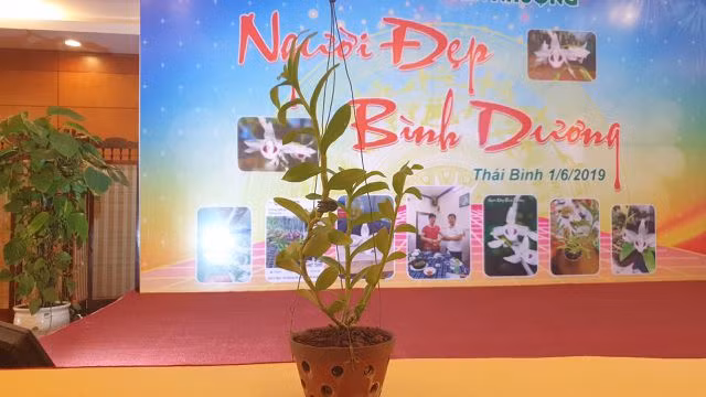 Giò phong lan "Người đẹp Bình Dương" có đặc điểm: bông hoa có 5 cách hoa trắng muốt dày dặn, mũi trắng (trụ nhụy và bao phấn đều có một màu trắng tinh khiết), lưỡi hoa tương đối tròn đều nhìn như có một lớp nhung tuyết bao phủ, tổng thể cánh và lưỡi hoa tạo ra một khuôn bông đầy đặn, cân đối, hài hòa. Ảnh: VOV