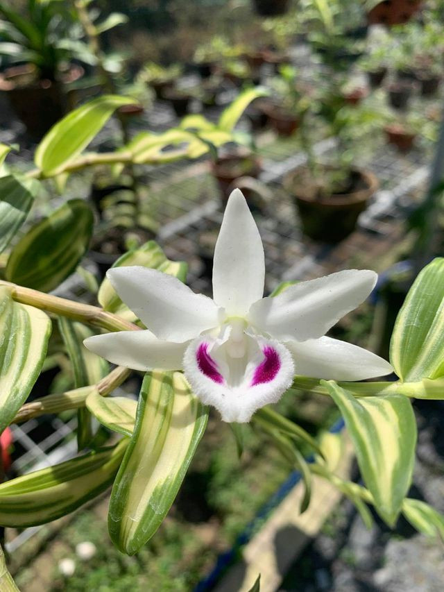 "Người đẹp Bình Dương" - giò lan bé xíu, siêu hiếm, giá bằng biệt thự hạng sang - Hình 5 Thông tin trên Tiền Phong cho biết, trong mảng màu trắng thuần khiết trên toàn bông hoa được điểm nhấn bởi đôi mắt đậm, sắc nét mang đến sự tương phản hài hòa quyến rũ về bố cục, màu sắc, tỏa hương thơm quyến rũ làm say lòng người thưởng thức. Cũng theo ông Thành, điểm quý khác của khóm lan phi điệp đột biến này rất hiếm xuất hiện. Giới chơi lan đã dò tìm và chỉ thấy giống lan này xuất hiện có 2 cá thể ở hai nhà vườn chơi lan ở khu vực phía Nam. Ảnh: VOV