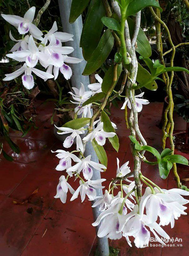 "Người đẹp Bình Dương" - giò lan bé xíu, siêu hiếm, giá bằng biệt thự hạng sang - Hình 8 Thông tin trên VOV cho biết, giò lan giã hạc hay còn gọi là lan phi điệp ở Nghệ An được bán với giá 600 triệu cách đây vài năm. Khi nở, những bông hoa của giò lan này có 5 cánh màu trắng. Cánh chính giữa của bông hoa có màu phớt tím. Ảnh: Báo Nghệ An