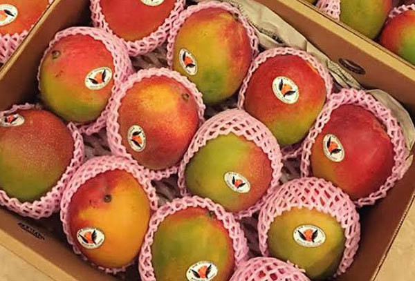 Khảo sát các cửa hàng hoa quả nhập khẩu trên đường Nguyễn Chí Thanh, Nguyễn Trãi, Đội Cấn (Hà Nội), nhiều nơi vẫn còn xoài đỏ. Một số nơi xác nhận mặt hàng này bán khá chạy và tăng giá nhẹ vào Tết Đoan Ngọ, trừ các đơn hàng đặt mua trước đó thì vẫn giữ mức giá cũ.