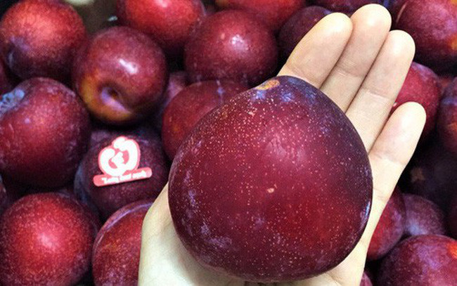 Đắt gấp cả chục lần so với các loại mận hậu Mộc Châu, mận Nam Phi hay Mỹ đều có giá từ 500.000 đồng/kg.