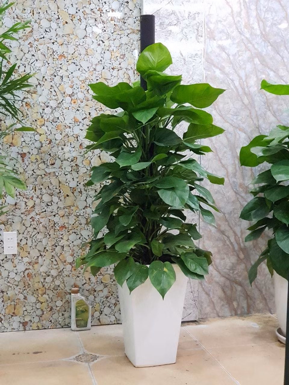 Phong ngu nhat dinh phai co loai cay nay de phuc lon tien nhieu