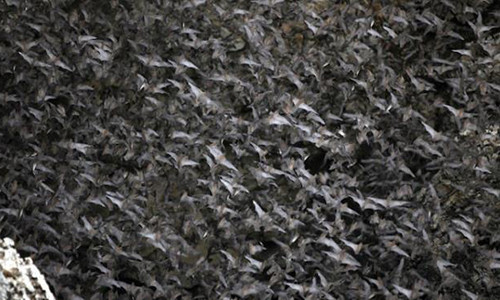 Phat hien chung virus Corona moi giong SARS-CoV-2 trong phan doi o Nhat Ban