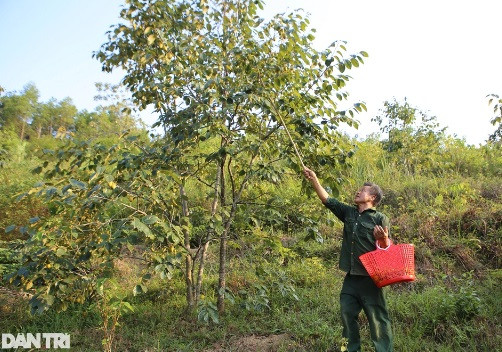 Trong hong, nguoi dan Yen Du thu hang tram trieu dong moi vu
