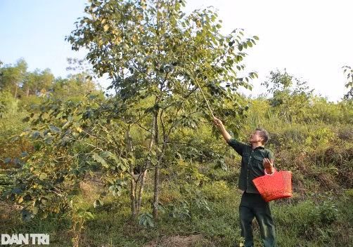 Trồng hồng, người dân Yên Du thu hàng trăm triệu đồng mỗi vụ Trong hong, nguoi dan Yen Du thu hang tram trieu dong moi vu