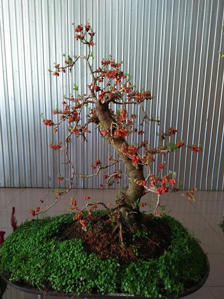Vốn là cây trồng bờ rào, bờ bụi nhưng nay dâu tằm đã trở thành thành bonsai đẹp mắt. Ảnh: Dân Việt