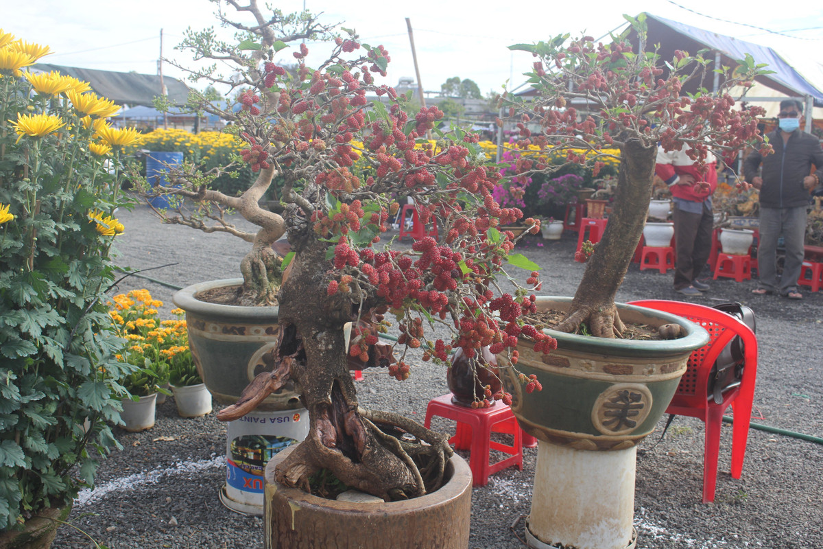 Bonsai dâu tằm chín đỏ có giá dao động từ 2 - 15 triệu đồng/chậu, tùy kích thước. Ảnh: Vietnamnet