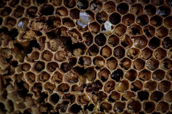 Anh Gurung cho biết: “10 năm trước, chúng tôi thu hoạch khoảng 600 kg mật ong một năm, con số này giảm xuống còn khoảng 180 kg vào năm ngoái và chỉ còn khoảng 100 kg trong năm nay”. Nguồn ảnh: Reuters