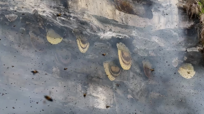 Chiết xuất tổ ong còn được gọi là “mật ong điên” do chứa một số chất có thể gây ảo giác, được bán với giá 2.000 rupee Nepal (1,5 USD) một lít.