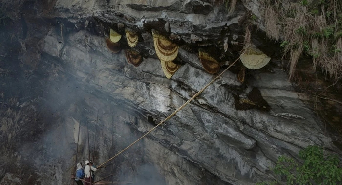 Aita Prasad Gurung phải treo mình trên một vách đá ở Nepal, cẩn thận điều khiển một cây sào dài có lưỡi dao ở ngọn để cắt những khối tổ ong khổng lồ.