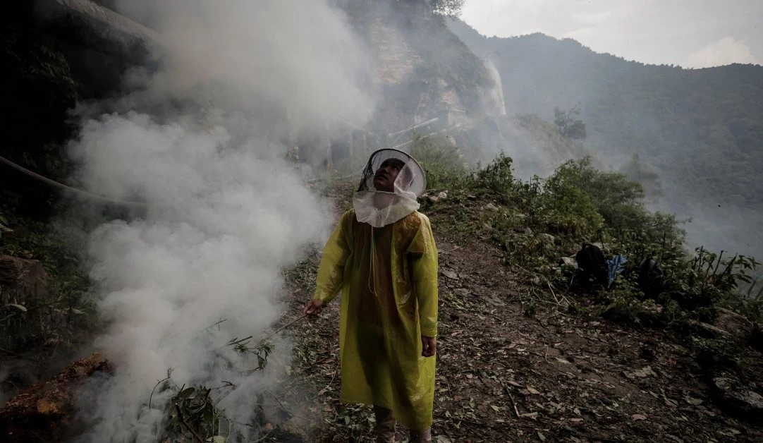 Người thợ 40 tuổi đội chiếc mũ trắng với tấm lưới quấn quanh mặt để bảo vệ khỏi bị đốt khi trèo lên một cách vách núi cao chừng 50 m bằng một chiếc thang bện thủ công từ sợi tre.