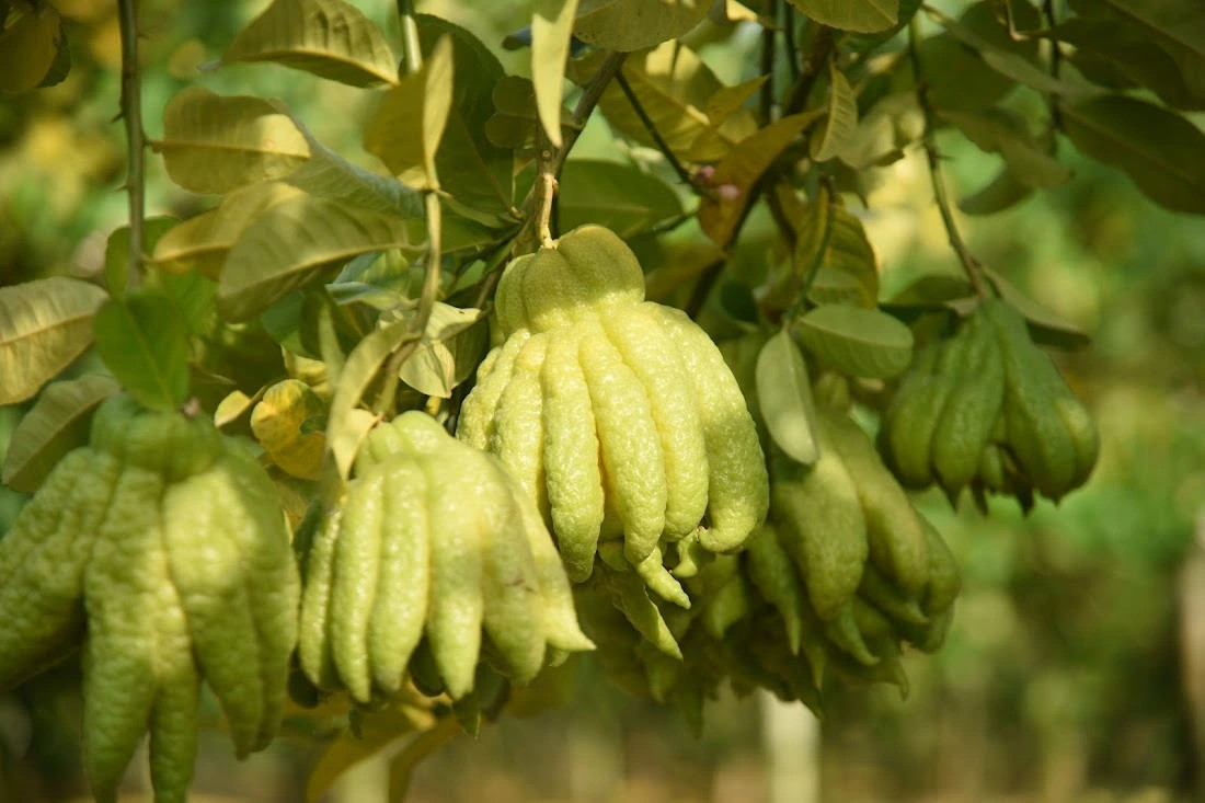 Gần một tháng nữa là đến Tết Nguyên đán, người nông dân trồng phật thủ tại xã Đồng Tháp (huyện Đan Phượng, Tp.Hà Nội) lại tất bật cắt tỉa, thu hái, đóng gói phục vụ nhu cầu mua sắm của người dân dịp cuối năm. Ảnh: Báo giao thông