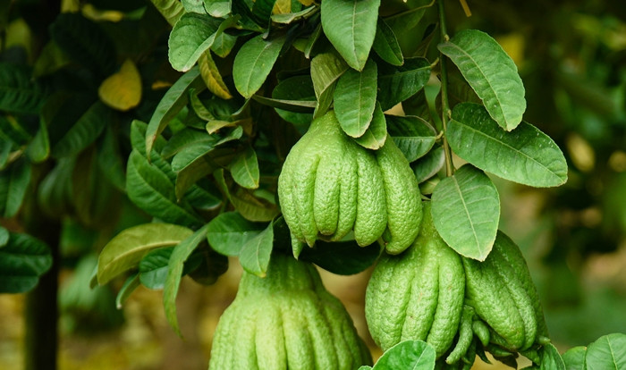 Theo người dân địa phương, năm nay thời tiết thuận lợi nên cây đẹp, quả đẹp và đều quả. Ảnh: Người đưa tin