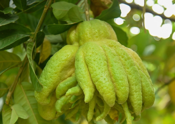 Quả phật thủ nhìn tương tự bàn tay Phật với nhiều ngón khác nhau. Ảnh: Dân Việt