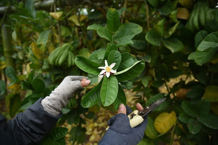 Cây phật thủ ra hoa quanh năm, thường vào dịp tháng 7 và tết Âm lịch. Ảnh: Báo giao thông