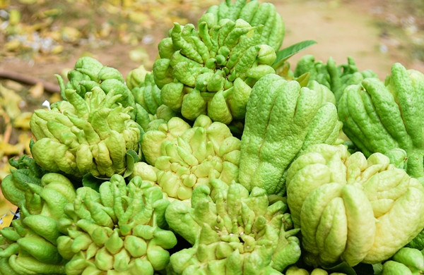 Một quả phật thủ đẹp phải to, tròn trái, các ngón đều, nhiều ngón, ngón to nhô lên, đường kính quả rộng. Ảnh: Người đưa tin