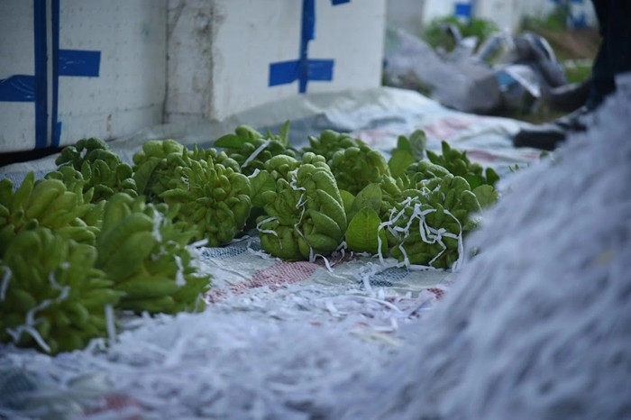 Trái phật thủ thường để được từ 3-5 tháng, càng lâu lại càng ra mùi thơm. Ảnh: Báo giao thông