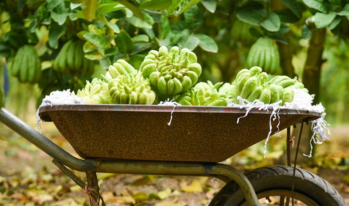 Đáng chú ý, phật thủ đột biến số lượng rất ít, giá từ 80.000 - 200.000 đồng/quả. Ảnh: Dân Việt