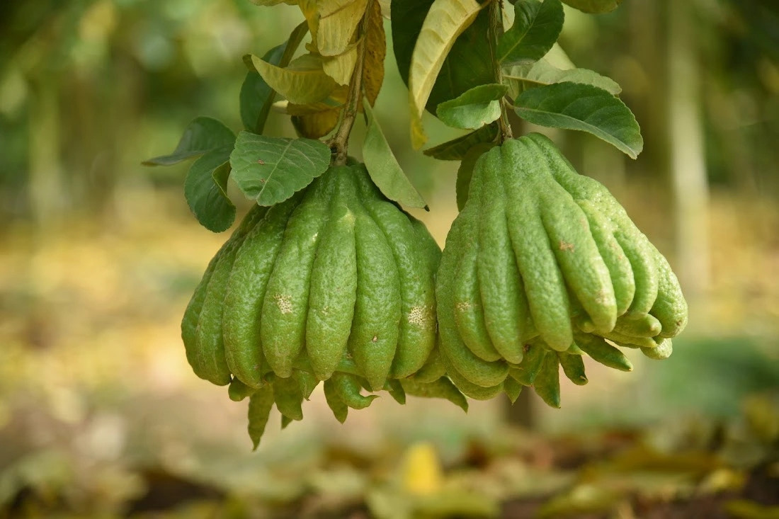 Nhà vườn sẽ tính toán và chăm sóc cây ở từng thời điểm thích hợp để cho quả đẹp. Ảnh: Báo giao thông