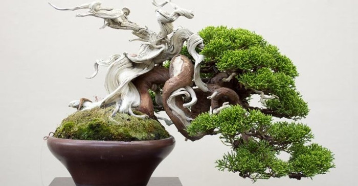 Trái với quan niệm phổ biến, cây bonsai không được tạo ra thông qua biến đổi gen hoặc làm lùn. Chúng là những cây thông thường được chăm sóc cẩn thận để duy trì kích thước nhỏ thông qua việc cắt tỉa và hạn chế rễ.