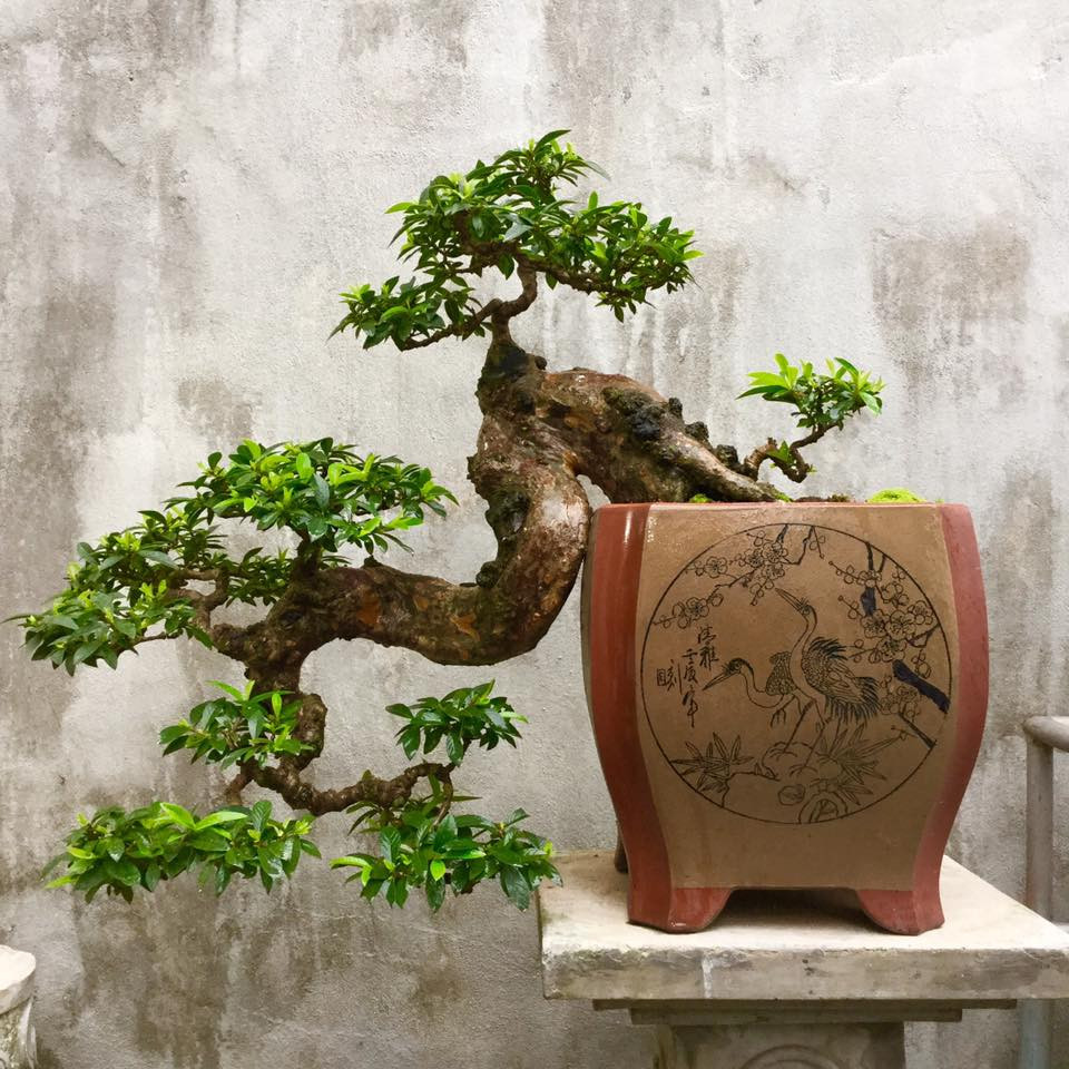 Nếu được chăm sóc đúng cách, cây bonsai có thể sống trong nhiều thập kỷ hoặc thậm chí nhiều thế kỷ. Với việc tưới nước, bón phân, cắt tỉa và thay chậu tỉ mỉ, cây bonsai có thể được truyền qua nhiều thế hệ.