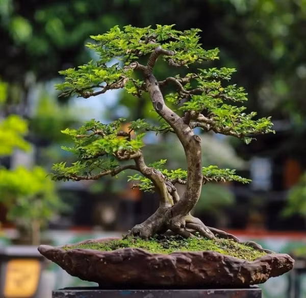 Cây bonsai lâu đời nhất được biết đến có tuổi đời hơn 1.000 năm. Nó được nuôi dưỡng và bảo quản cẩn thận, tồn tại qua nhiều thế hệ.