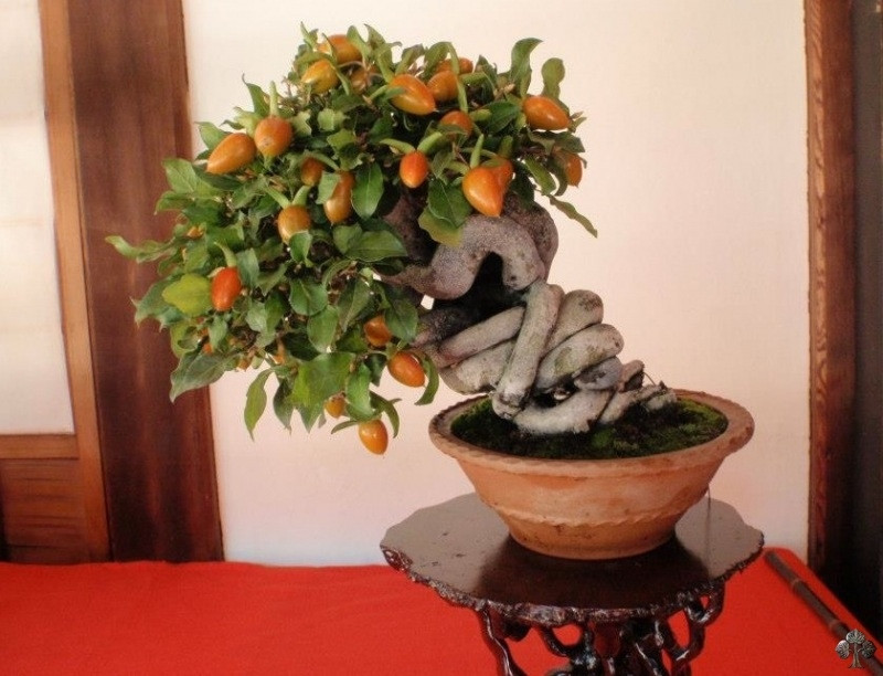 Nghệ thuật bonsai đòi hỏi sự kiên nhẫn và tận tụy, vì phải mất nhiều năm để tạo hình và uốn nắn một cái cây theo hình dáng mong muốn. Nguồn ảnh: Getty