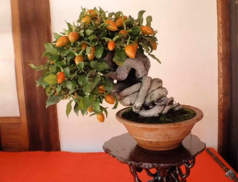 Nghệ thuật bonsai đòi hỏi sự kiên nhẫn và tận tụy, vì phải mất nhiều năm để tạo hình và uốn nắn một cái cây theo hình dáng mong muốn. Nguồn ảnh: Getty