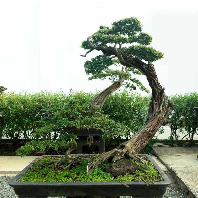 Việc tạo ra và duy trì một cây bonsai đòi hỏi nhiều thời gian và sự tận tâm. Nghệ nhân phải liên tục theo dõi và điều chỉnh sự phát triển của cây, đảm bảo cây tuân theo hình dạng và phong cách mong muốn.