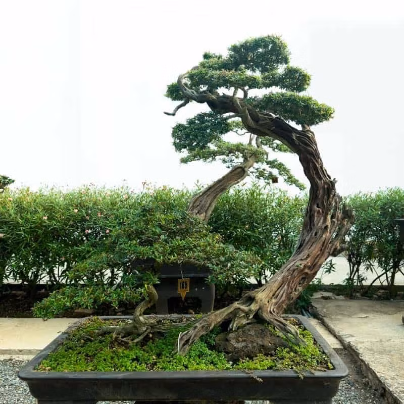 Việc tạo ra và duy trì một cây bonsai đòi hỏi nhiều thời gian và sự tận tâm. Nghệ nhân phải liên tục theo dõi và điều chỉnh sự phát triển của cây, đảm bảo cây tuân theo hình dạng và phong cách mong muốn.