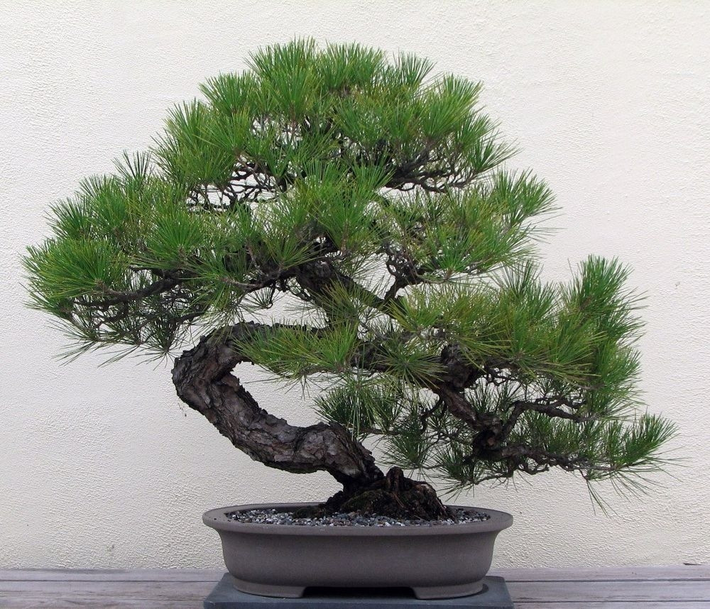 Cây bonsai phát triển mạnh trong điều kiện môi trường phù hợp. Chúng cần đủ ánh sáng mặt trời, độ ẩm thích hợp và được bảo vệ khỏi nhiệt độ khắc nghiệt