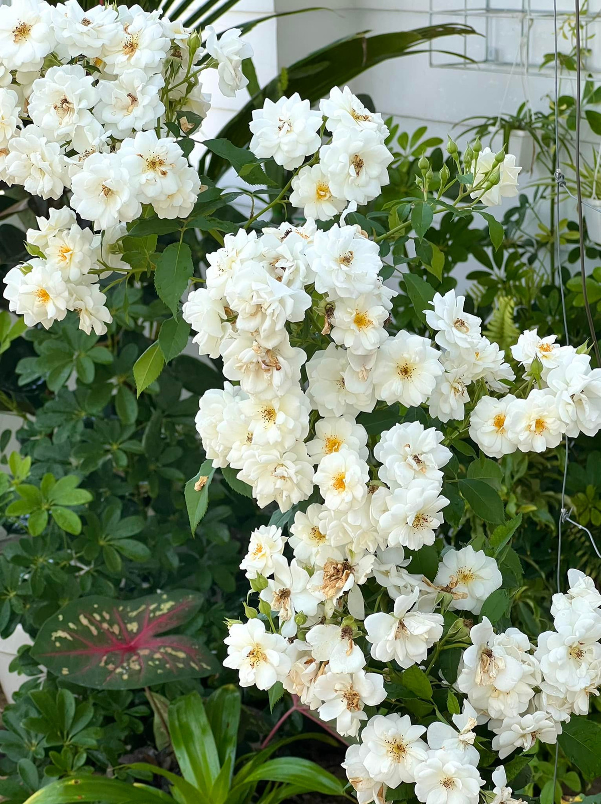 Giống hồng Friendship of Strangers.