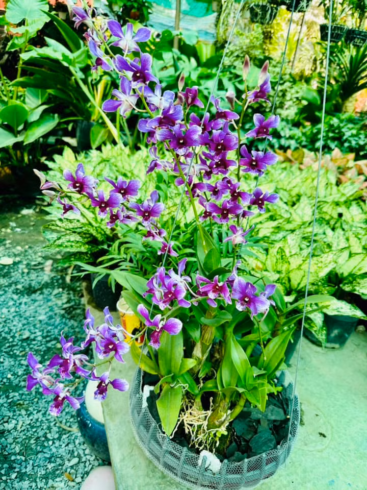 Các loại lan góp phần cho khu vườn thêm rộn ràng sắc xuân. Nguồn ảnh: FBNV