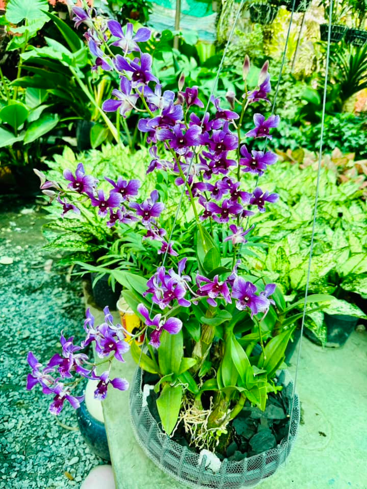 Các loại lan góp phần cho khu vườn thêm rộn ràng sắc xuân. Nguồn ảnh: FBNV