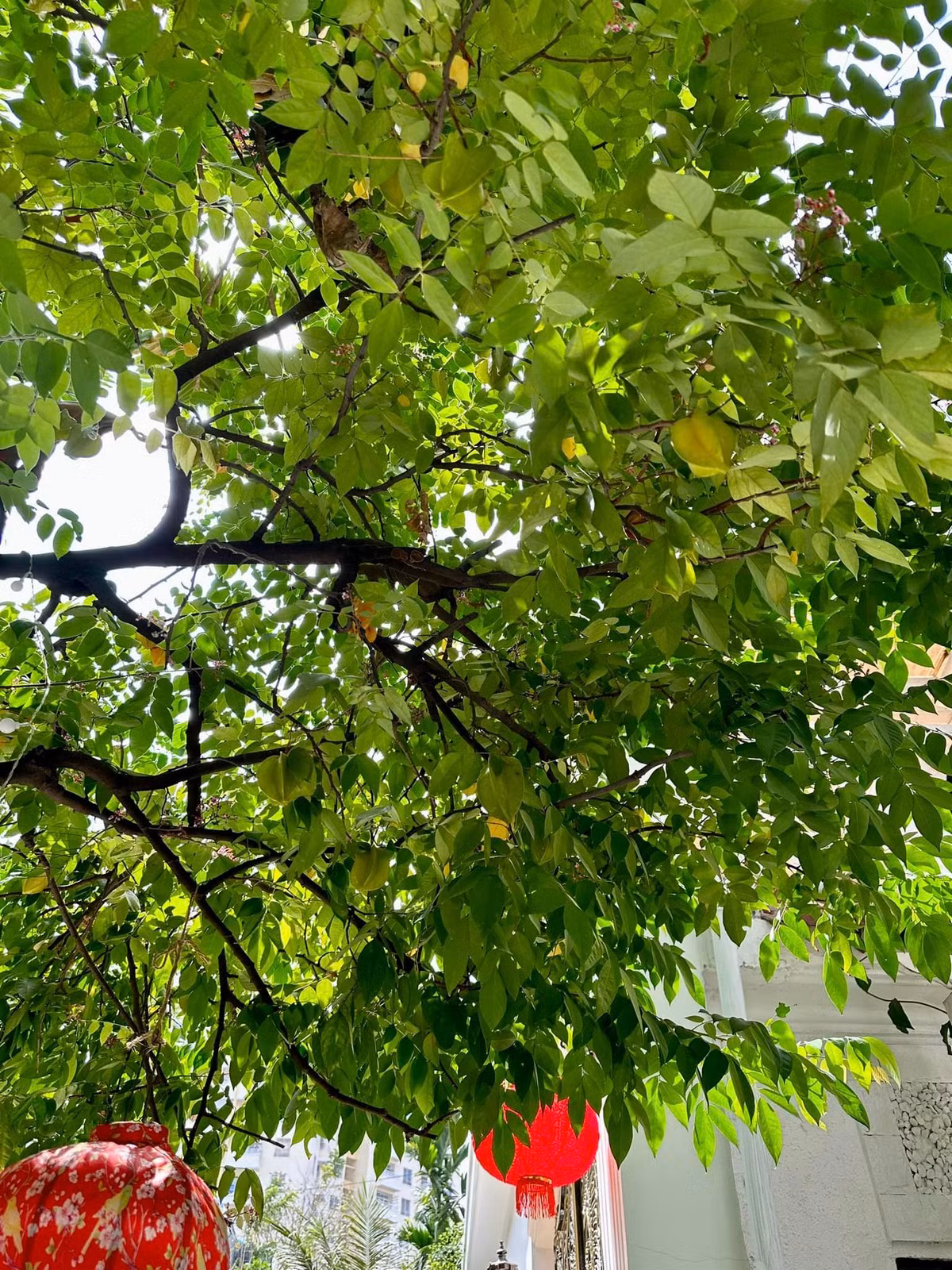 Khu vườn có nhiều loại cây ăn trái như sa kê, khế, cóc...