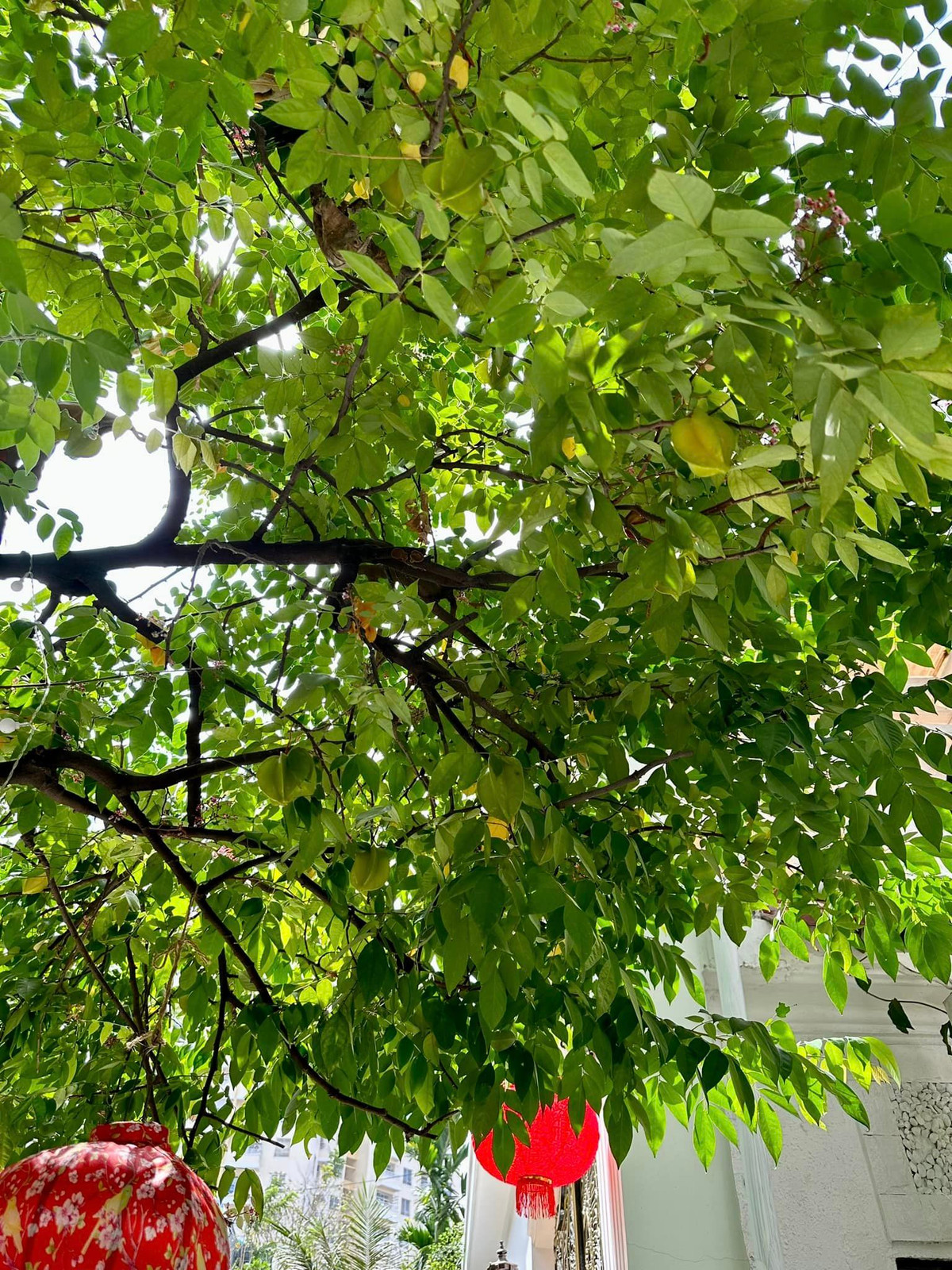 Khu vườn có nhiều loại cây ăn trái như sa kê, khế, cóc...