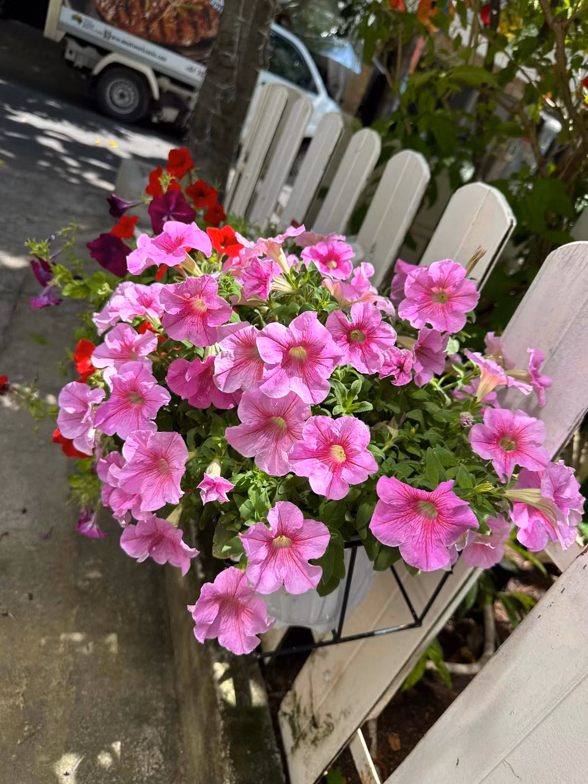 Hàng rào trước nhà rực rỡ sắc hoa.