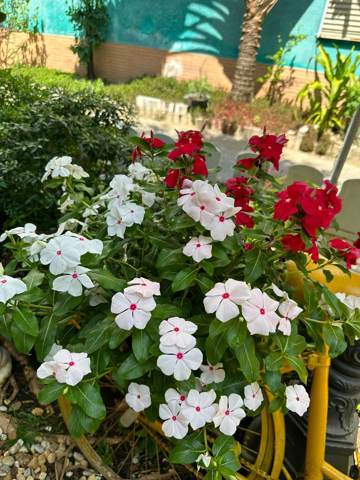 Cây trái hoa lá trong vườn như đang lưu luyến mùa xuân.