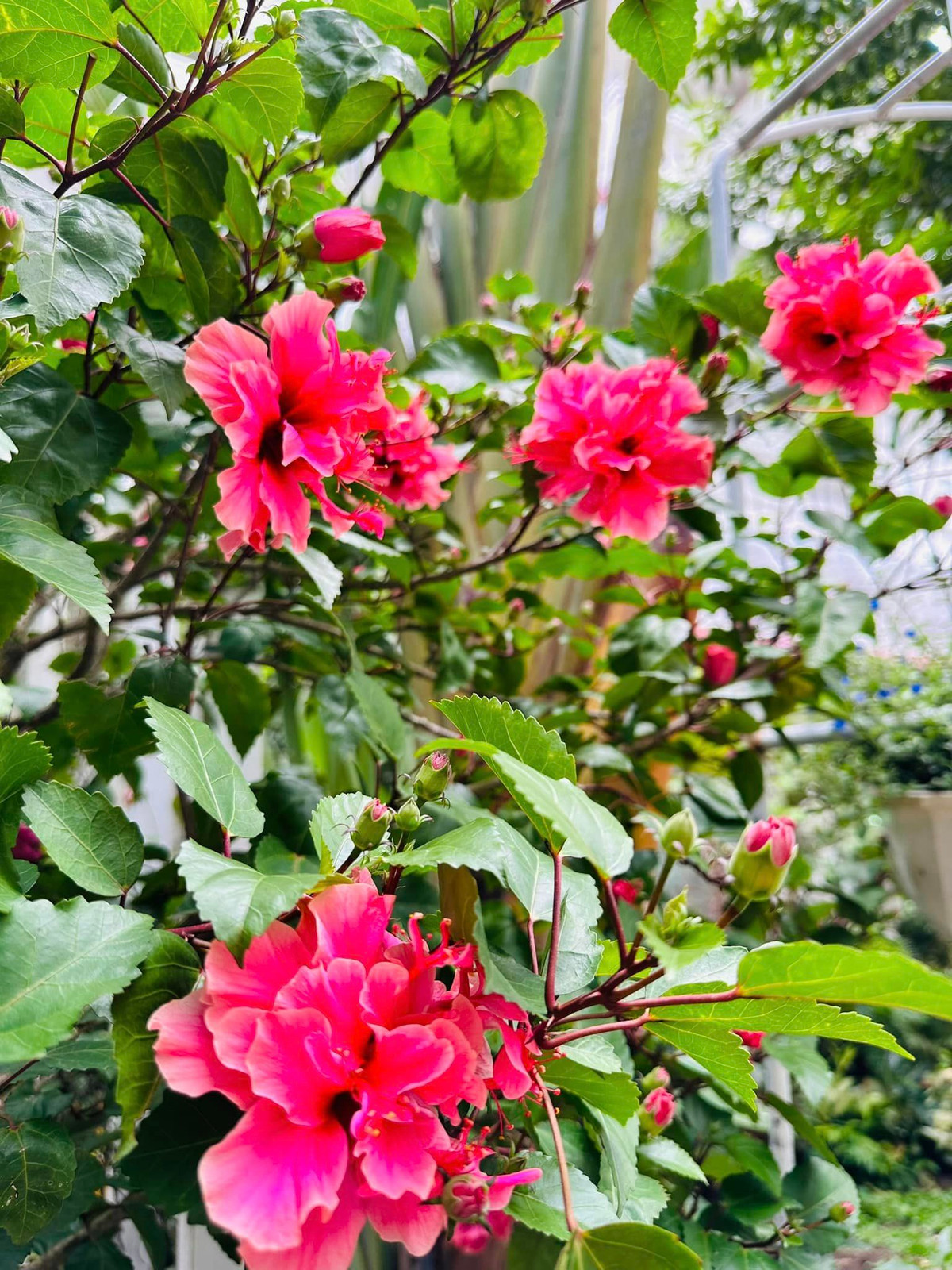 Yêu thích thiên nhiên nên biệt thự của Vy Oanh lúc nào cũng ngập tràn cây cối và các loài hoa.