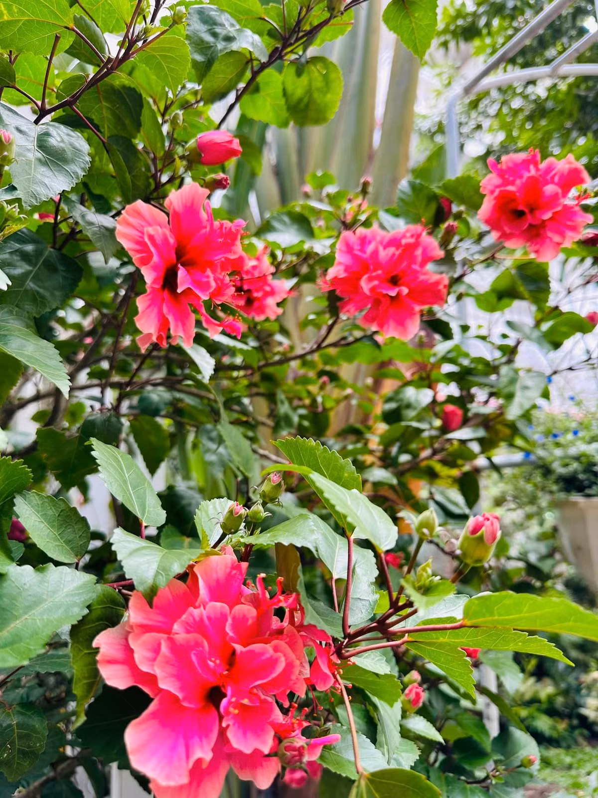 Yêu thích thiên nhiên nên biệt thự của Vy Oanh lúc nào cũng ngập tràn cây cối và các loài hoa.