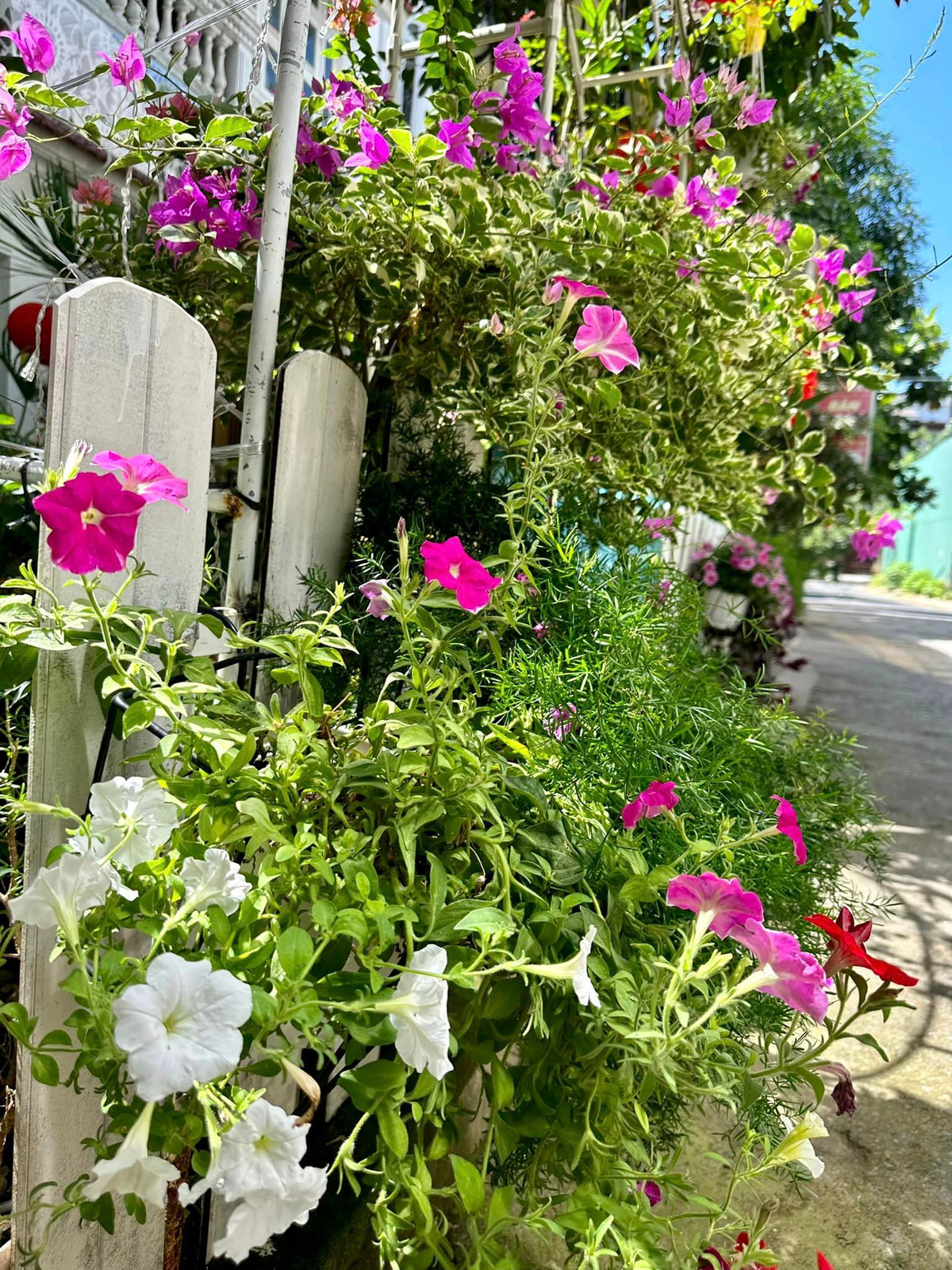 Ca sĩ Vy Oanh trồng nhiều dạ yến thảo, dừa cạn với đủ màu sắc bắt mắt như hồng, đỏ, tím, trắng...