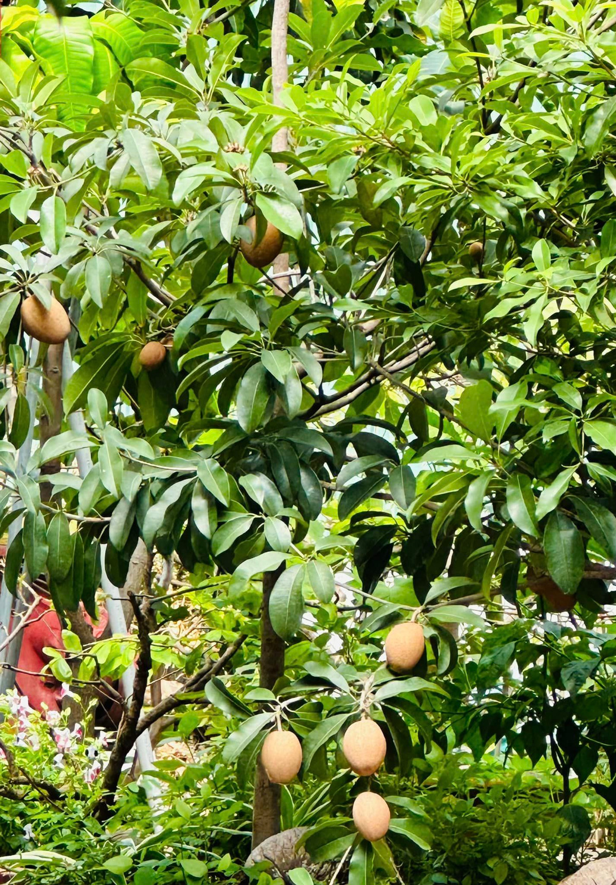 Hồng xiêm đang cho rất nhiều quả.