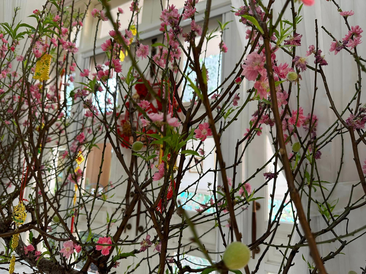 Ra Tết, cành đào trong nhà vẫn tươi, nở nhiều hoa, ra nhiều lộc. Đặc biệt là đào còn cho cả trái.