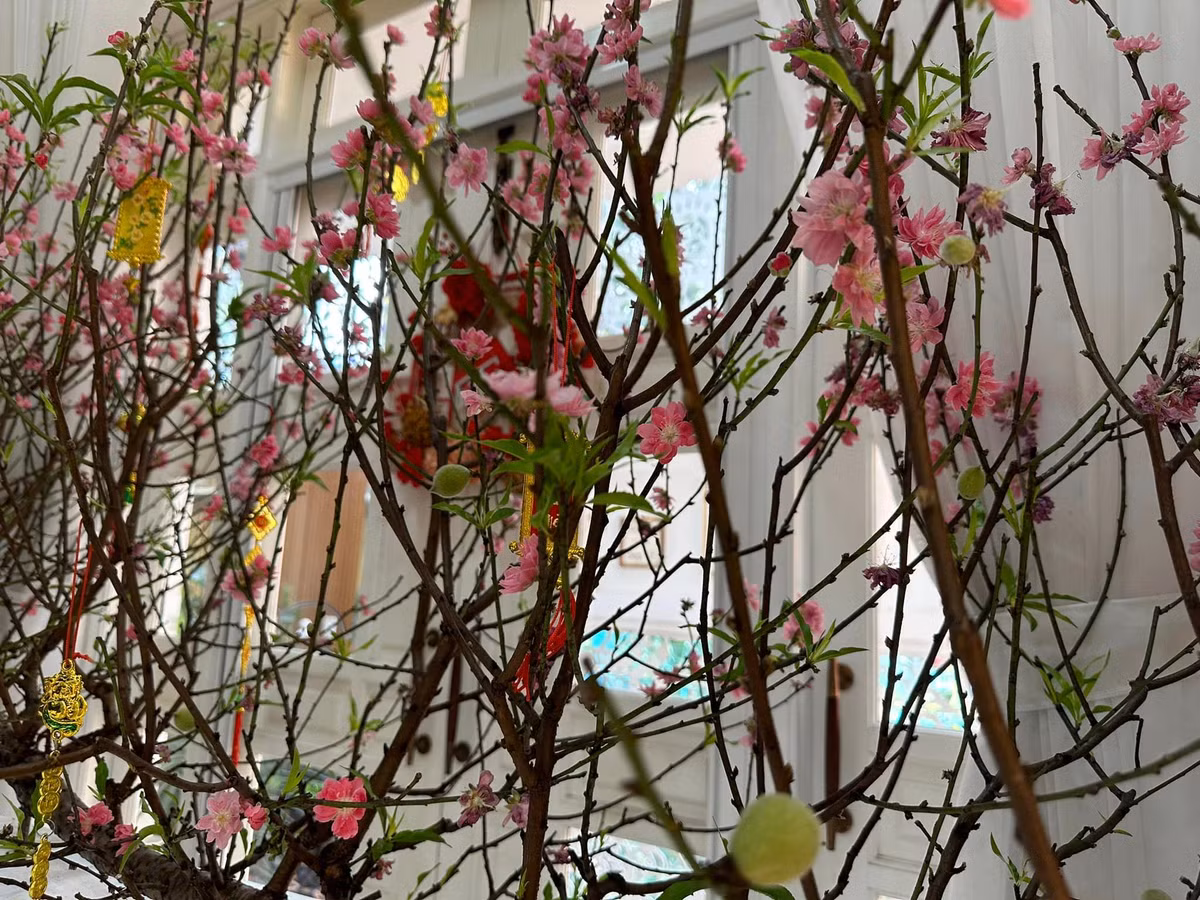 Ra Tết, cành đào trong nhà vẫn tươi, nở nhiều hoa, ra nhiều lộc. Đặc biệt là đào còn cho cả trái.