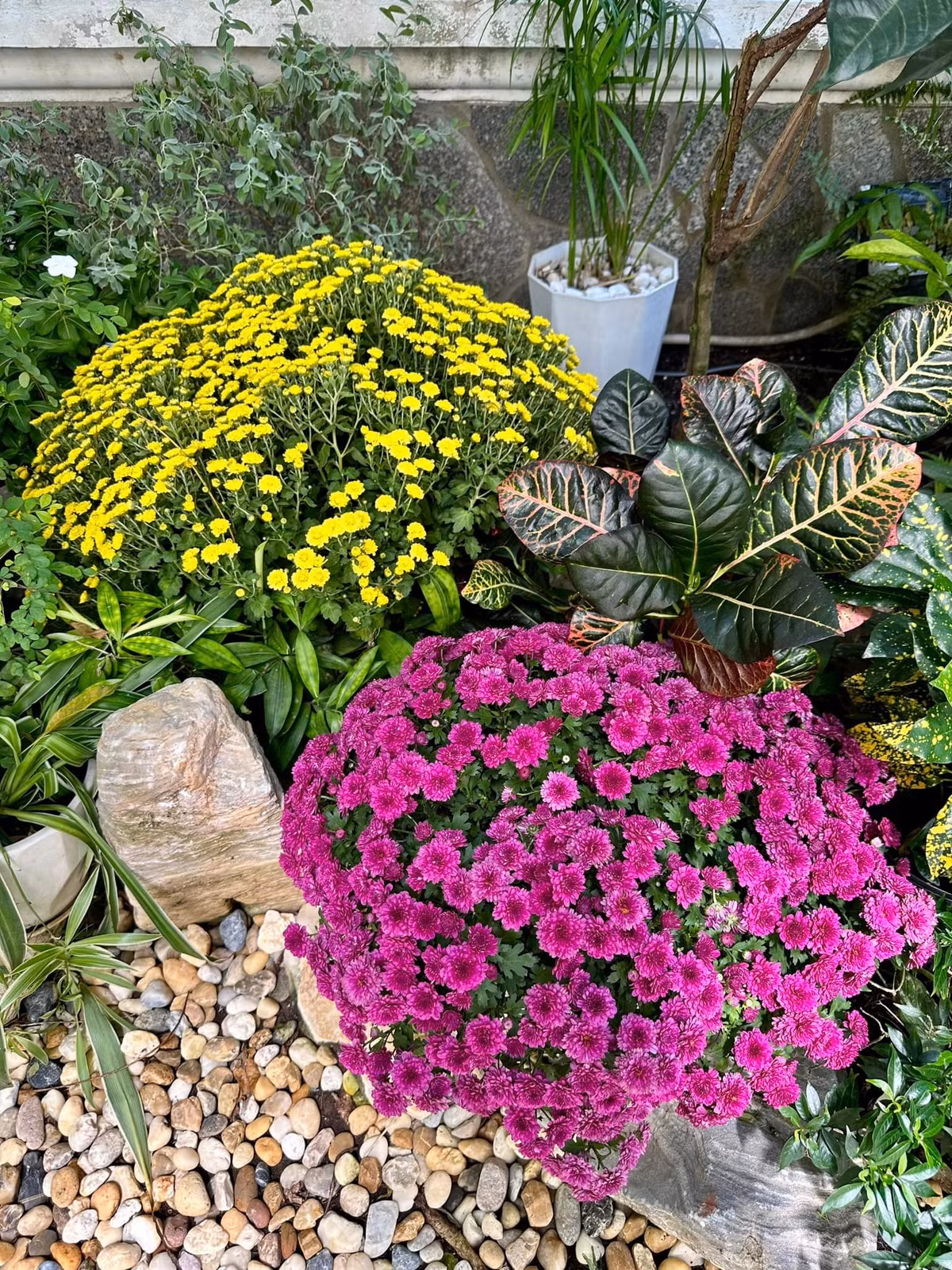 Cây nào cũng đơm hoa kết trái.