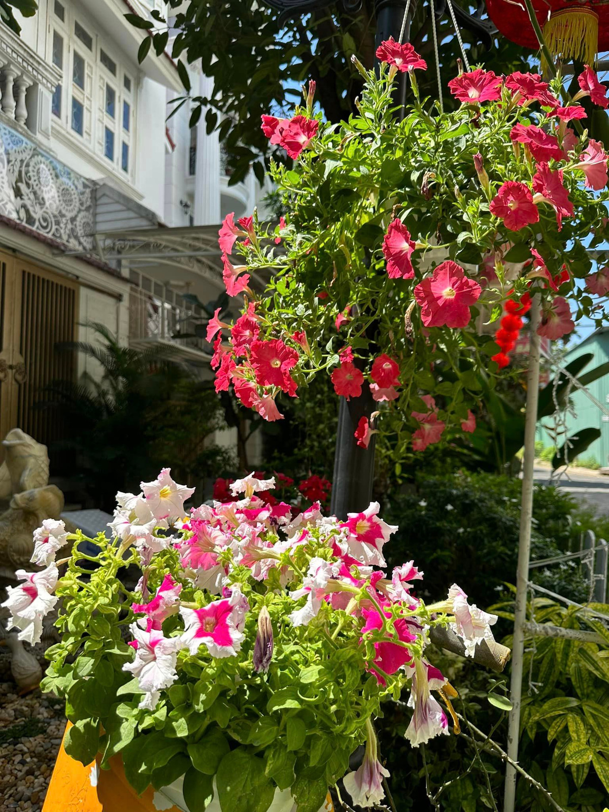 Đây là loại hoa dễ thích nghi với môi trường sống đa dạng.