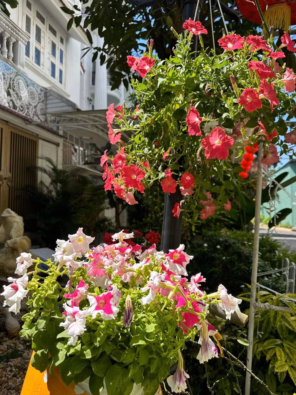 Đây là loại hoa dễ thích nghi với môi trường sống đa dạng.