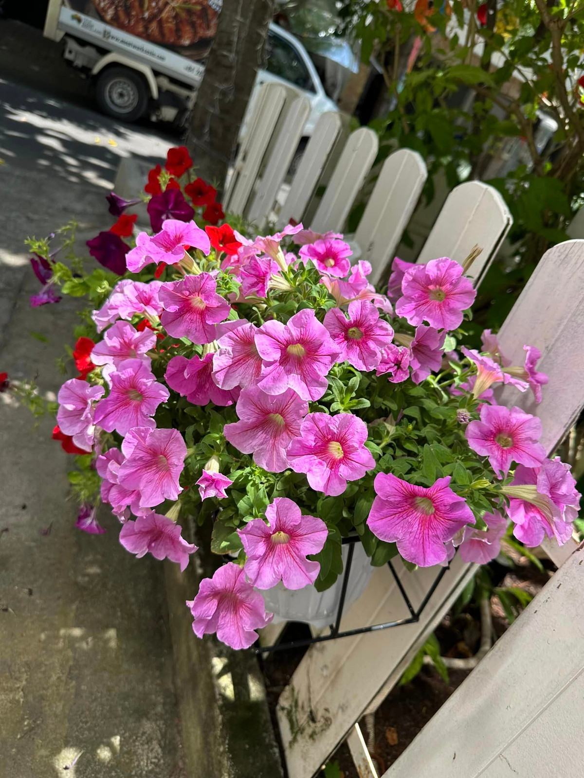 Hàng rào trước nhà rực rỡ sắc hoa.