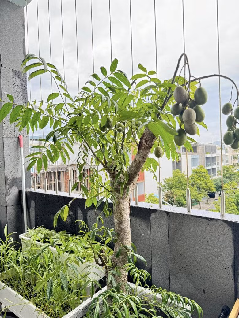 Với sở thích làm nông cùng sự kiên nhẫn, bà xã Phan Mạnh Quỳnh đã biến sân thượng thành vườn cây đa dạng, có đủ rau xanh và các loại quả.