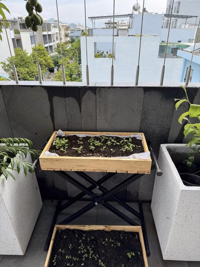 Khánh Vy gieo hạt vào khay, chăm chút cho từng mầm nhỏ.